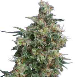 Bubba Kush Feminized Seeds